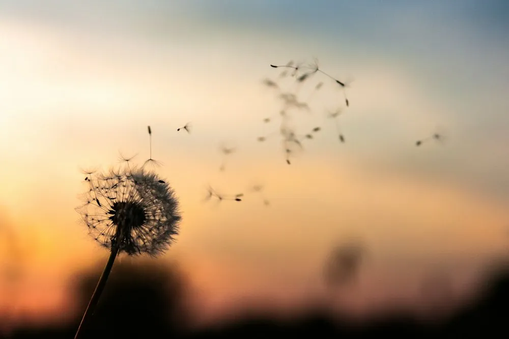 Un diente de león soltando sus semillas al viento al atardecer
